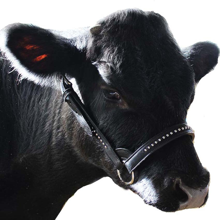 Derby Originals New and Improved Premium Show Spotted Flat Leather Cattle Show Halter